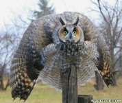 puffed up owl.jpg