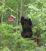 bear hanging arround.jpg