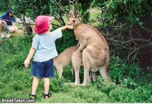 Kangaroo Love.jpg