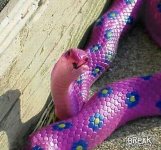 colorful snake.jpg