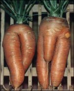 sexycarrots.jpg