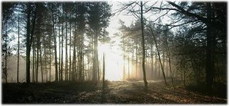 pan6jan01_millersford_copse.jpg