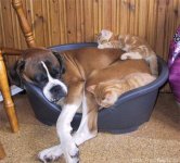 doggy and kittens.jpg