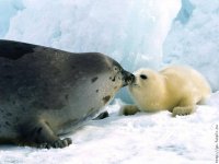 kissing seals.jpg