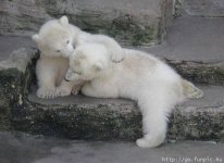 more polar bears.jpg