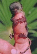 tiny weeny monkey.jpg