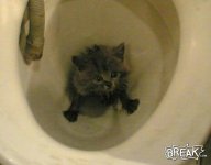 flushed kitty.jpg