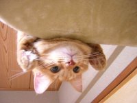 cat - are you down there.jpg