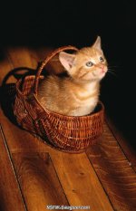 cute kitty in a basket.jpg