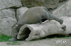 elephant faceplant.jpg