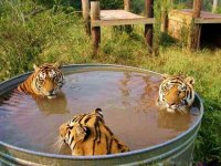 tigerbathtime.jpg