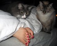 catslovefeet01.jpg