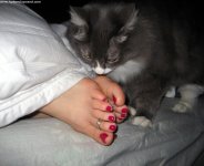 catslovefeet02.jpg