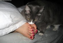 catslovefeet03.jpg