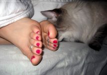 catslovefeet05.jpg