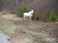 albino moose.jpg