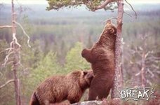 bear lovin.jpg