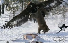 eagle vs wolf.jpg