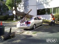 tree vs car.jpg