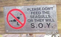 dont feed the seagulls.jpg