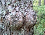 tree with tits.jpg