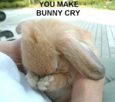 bunny cry.jpg