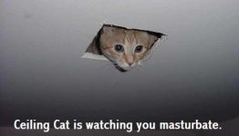 ceiling cat.jpg