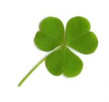 test-clover-leaf-3100.jpg