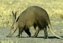 aardvark.jpg