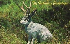 Jackalope-1.jpg