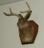 Jackalope-2.jpg