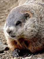 Woodchuck.jpg