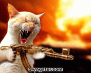 gun kitty.gif