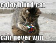 color blind cat.JPG