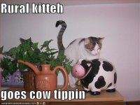 cow tipping.JPG