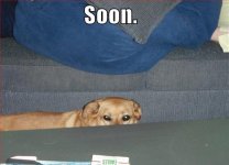 funny-dog-pictures-soon-glowing-eyes.jpg