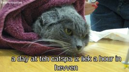 catspa.jpg