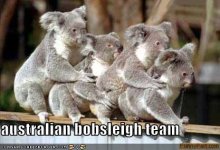 funny-pictures-australian-bobsled-team-koalas.jpg