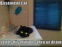 basement-cat-minion-sink.jpg