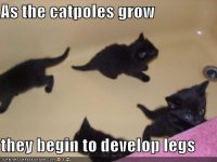 black-kittens-tub-catpoles.jpg