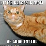 cat-barges-from-adjacent-lol.jpg