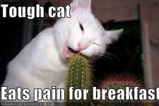 cat-eats-pain-for-breakfast.jpg