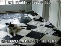 cat-fighting-paper-towels.jpg