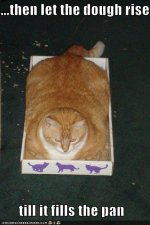 cat-fills-pan.jpg