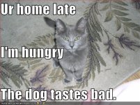 cat-hungry-dog-tastes-bad.jpg