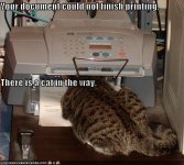 cat-in-printer.jpg