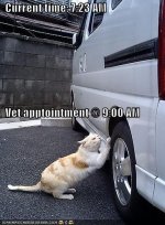 cat-pops-car-tire-before-vet.jpg