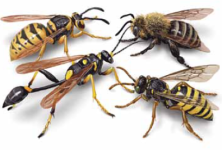 Bee or Wasp Comparison.PNG