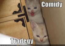 comedy-tragedy-kittens.jpg