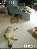 csi-sleeping-cats.jpg